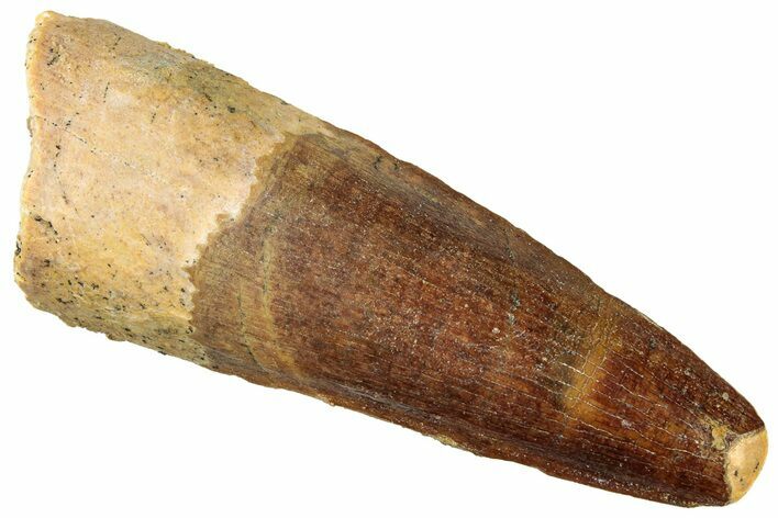 Fossil Spinosaurus Tooth - Real Dinosaur Tooth #322255
